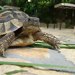 Turtle דוברובניק