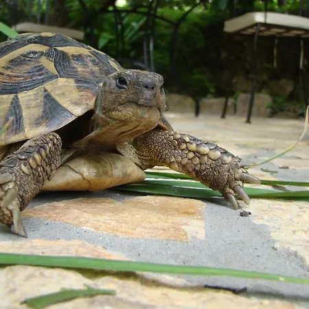 Turtle דוברובניק